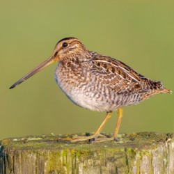 Wilsons Snipe on Post